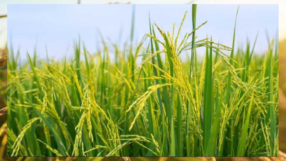 खरीफ फसल MSP पर बेचने के लिए जरूरी टिप्स: मध्यप्रदेश में रजिस्ट्रेशन की प्रक्रिया शुरू