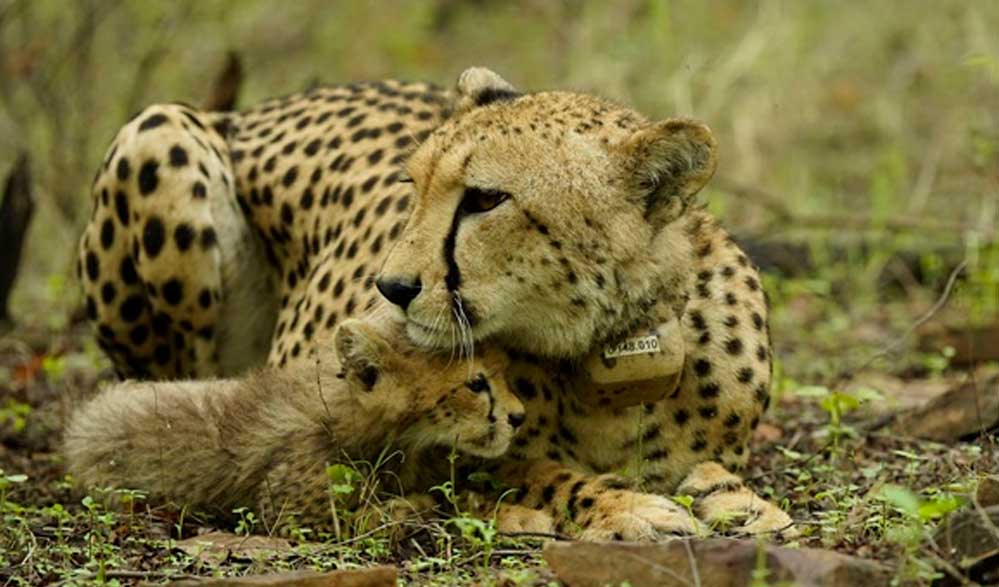 मध्य प्रदेश में चीता पुनर्वास परियोजना के तीन साल पूरे, अब खुद को ‘देसी’ महसूस कर रहे चीते