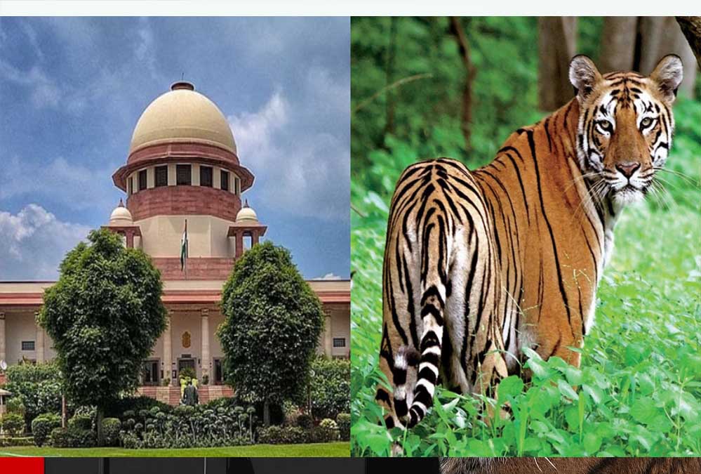 MP और महाराष्ट्र में बाघों के शिकार पर बवाल, सुप्रीम कोर्ट ने मांगा जवाब, उठे संगठित गिरोहों के सवाल