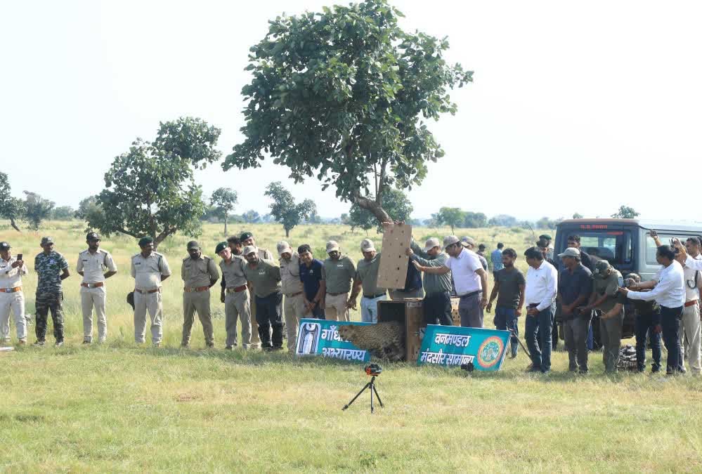 कूनो की रानी धीरा पहुंची गांधी सागर, जहां पहले से हैं दो नर चीते — जंगल में रोमांच बढ़ा