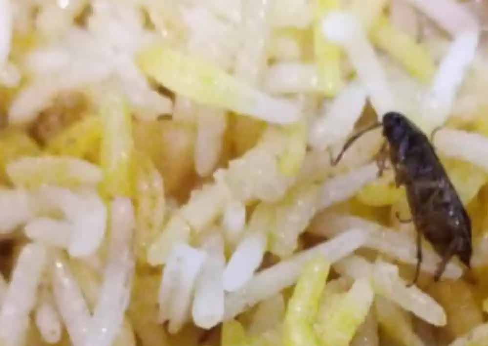 अम्बिकापुर : रेस्टोरेंट की बिरयानी में निकला कॉकरोच मामला, खाद्य एवं औषधि विभाग ने की कार्यवाही