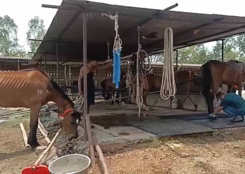 घोड़ा मालिक और हैदराबाद कंपनी के खिलाफ FIR, जबलपुर में 19 घोड़ों की मौत