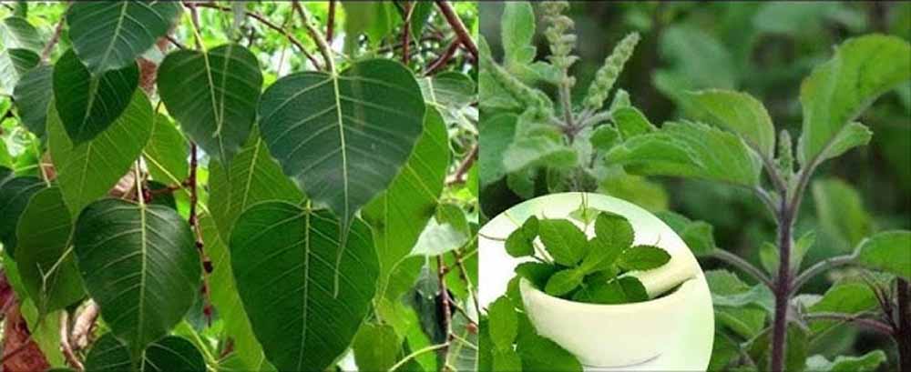 समृद्धि और शांति के लिए पितृपक्ष में लगाएं ये पौधे