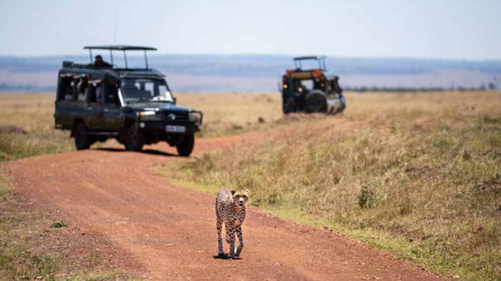 टाइगर सफारी के बाद अब चीता सफारी का रोमांच, कूनो में करें बुकिंग