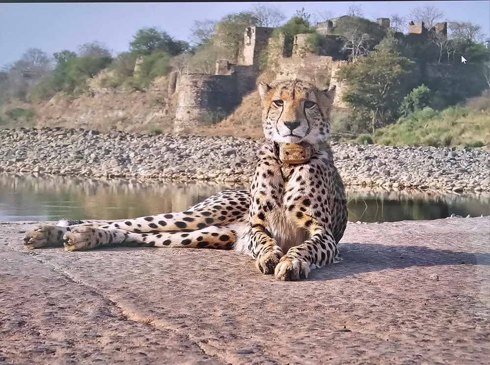 चीता परियोजना के सफल तीन वर्ष: प्रोजेक्ट चीता को ‘इनोवेटिव इनिशिएटिव्स अवॉर्ड’