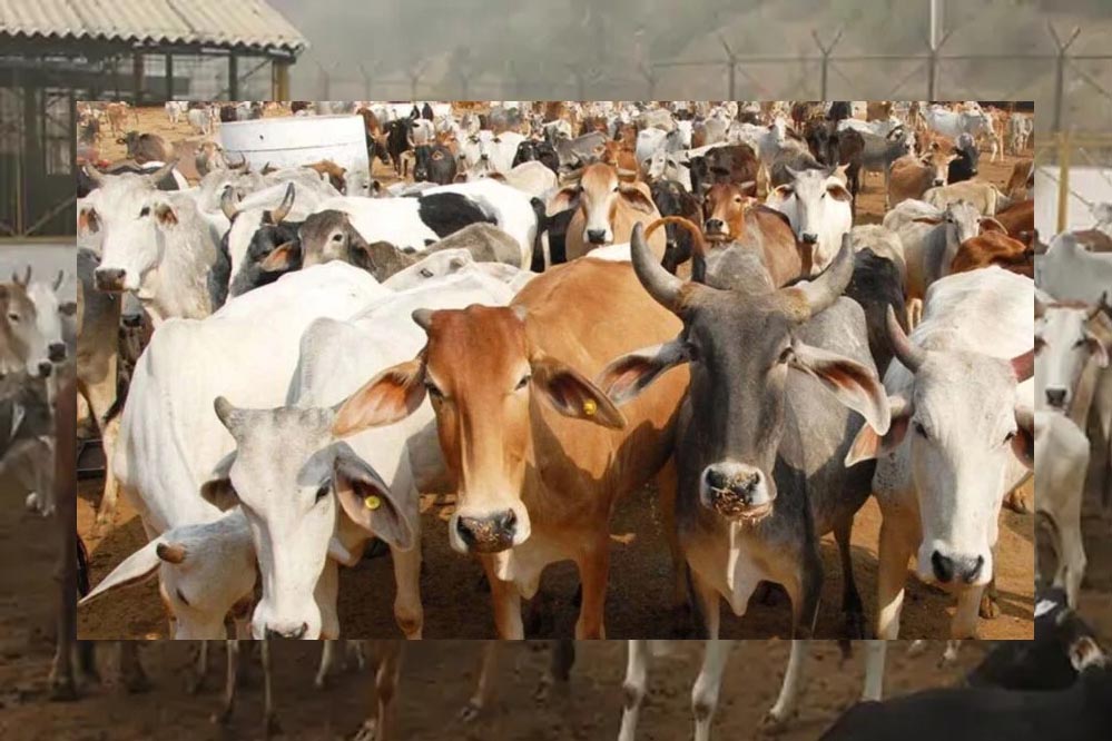 मध्य प्रदेश के दमोह में 520 एकड़ में तैयार हो रहा गोवंश वन्य विहार, हजारों निराश्रित गायें रहेंगी सुरक्षित