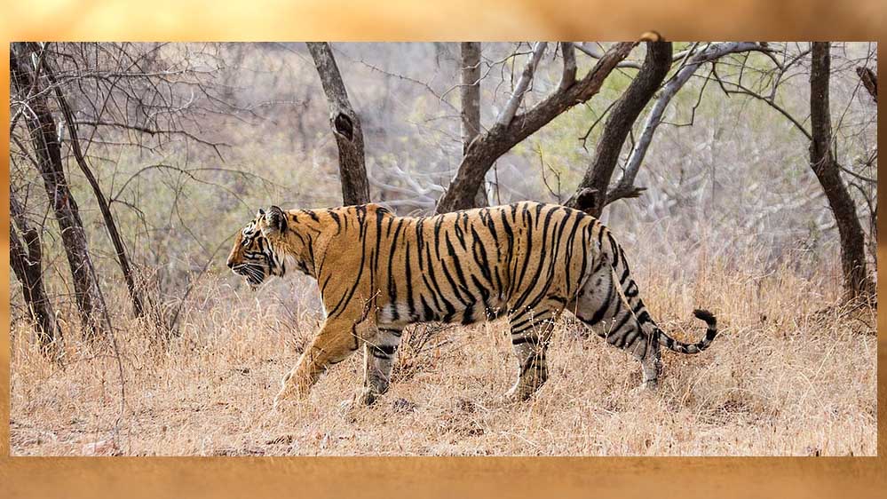 बालाघाट में बढ़ा बाघ का आतंक, लगातार हमलों से ग्रामीण सहमे