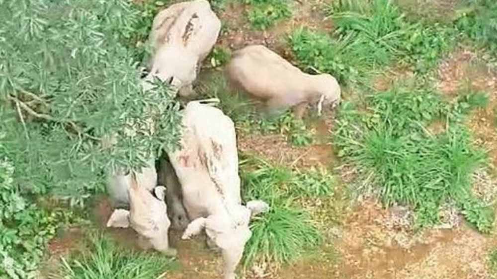 कोरबा में हाथियों का उत्पात जारी, ग्रामीणों की नींद उड़ी – खेतों में भारी नुकसान