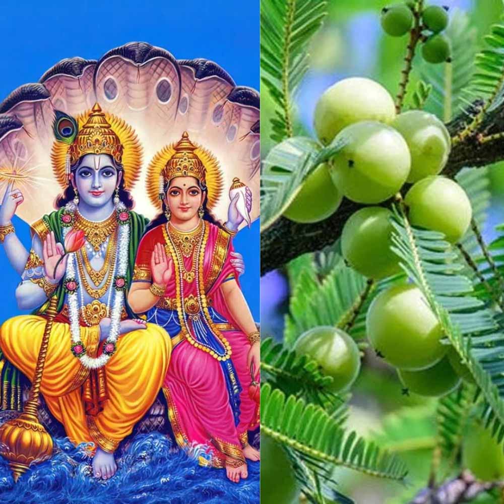 आंवला नवमी के दिन भूलकर भी न करें ये गलती, वरना चली जाएगी घर की लक्ष्मी