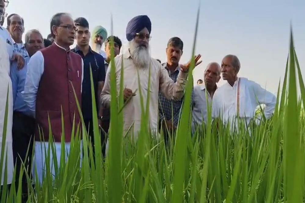 धान की उन्नत किस्म का जायजा, शिवराज सिंह बोले–बदलिए खेती का तरीका, मिलेगा बेहतर मुनाफा