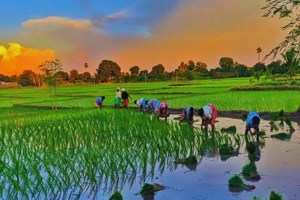 दालों के उत्पादन में प्रथम, खाद्यान्न में द्वितीय और तिलहन में तीसरे स्थान पर मध्यप्रदेश