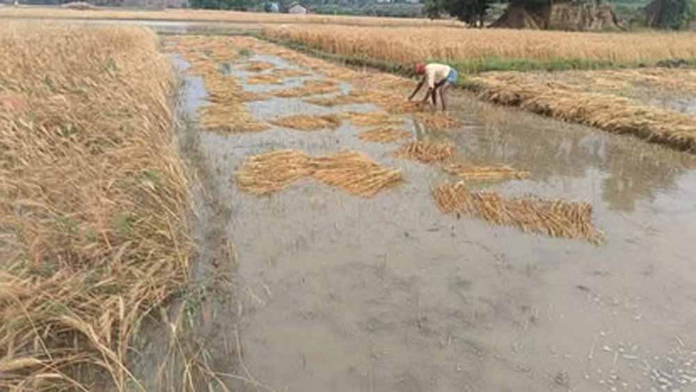 माहू के प्रकोप से बालोद जिले के खेत बर्बाद, किसान चिंतित