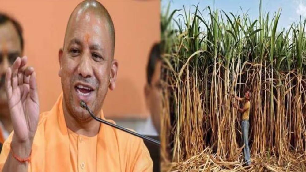 योगी सरकार का बड़ा तोहफा: गन्ने के मूल्य में प्रति क्विंटल ₹30 की वृद्धि