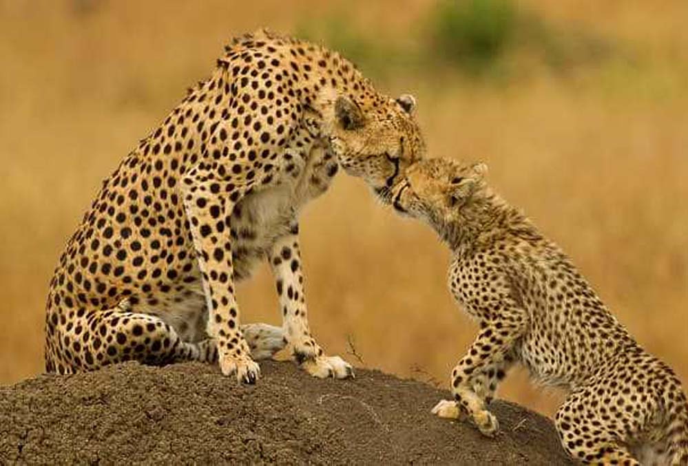 चीता सफारी का आनंद लें कूनो नेशनल पार्क में, ऑनलाइन बुकिंग के लिए जानें तरीका