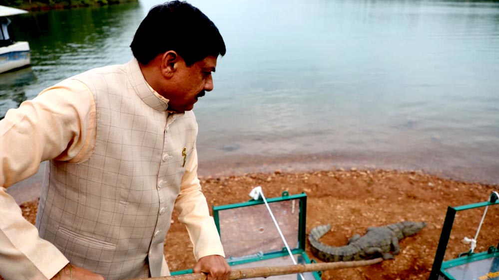मुख्यमंत्री डॉ. यादव ने माँ नर्मदा नदी के पावन जल में 6 मगरमच्छों का कराया जलप्रवेश