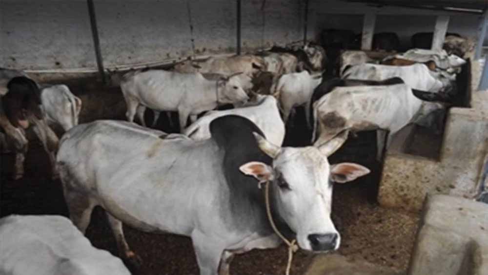 मैत्री प्रोजेक्ट: मध्य प्रदेश के किसानों के लिए पेश होगा आसान और लाभकारी पशुपालन मार्गदर्शन