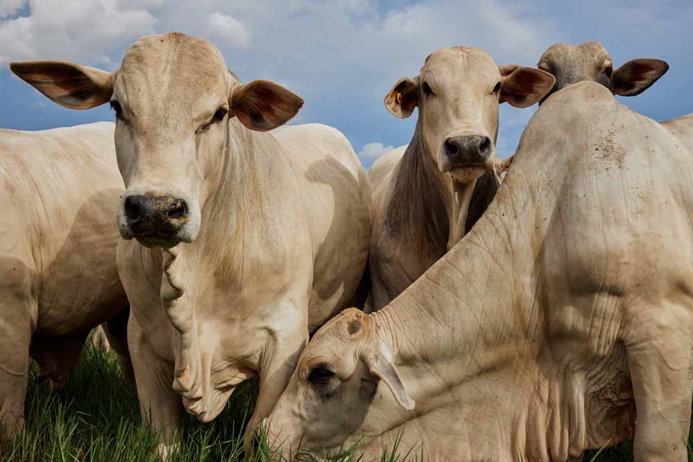 दुग्ध उत्पादन बढ़ाने सरकार की पहल: MP में नस्ल सुधार को लेकर संपर्क अभियान शुरू