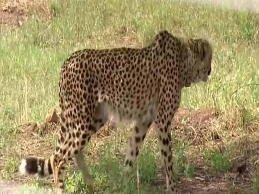 अफ्रीकी चीता KP-2 कूनो से भटका, किशनगंज के जंगलों में दिखाई दिया
