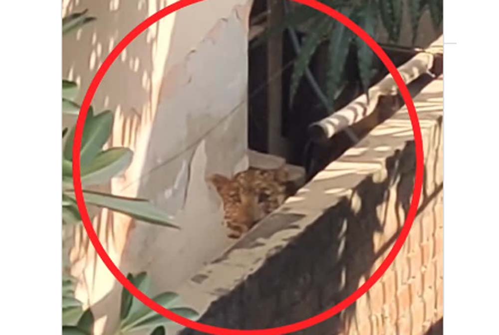 राजधानी में सनसनी: जलसंसाधन मंत्री के घर में तेंदुए की एंट्री