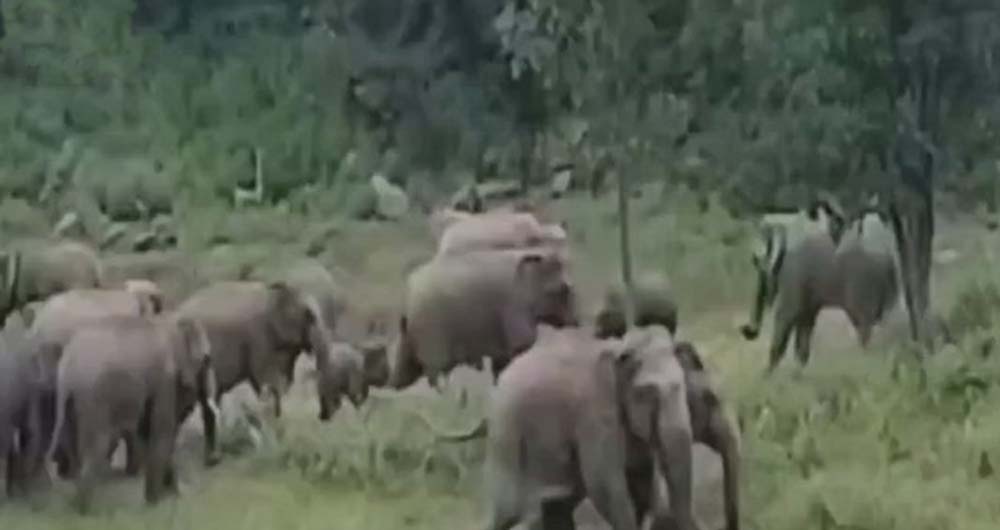 हाथियों के झुंड ने मचाया उत्पात: कई गांवों की फसलें चौपट, प्रशासन अलर्ट