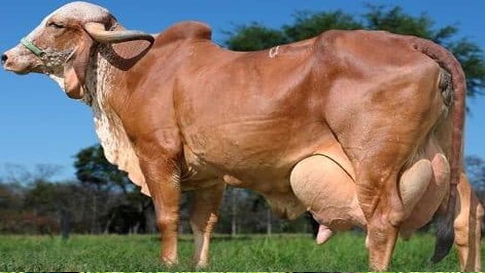 विशेष आर्टिकल-उत्तर प्रदेश में गिर गाय का महत्व: विशेषताएं, फायदे और ग्रामीण विकास में योगदान
