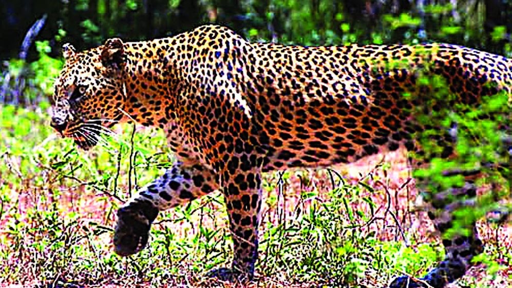 इंदौर के 400 के.वी. सबस्टेशन में घुसे तेंदुए को ट्रांसको टीम ने बहादुरी से पकड़ा, बड़ा हादसा टला