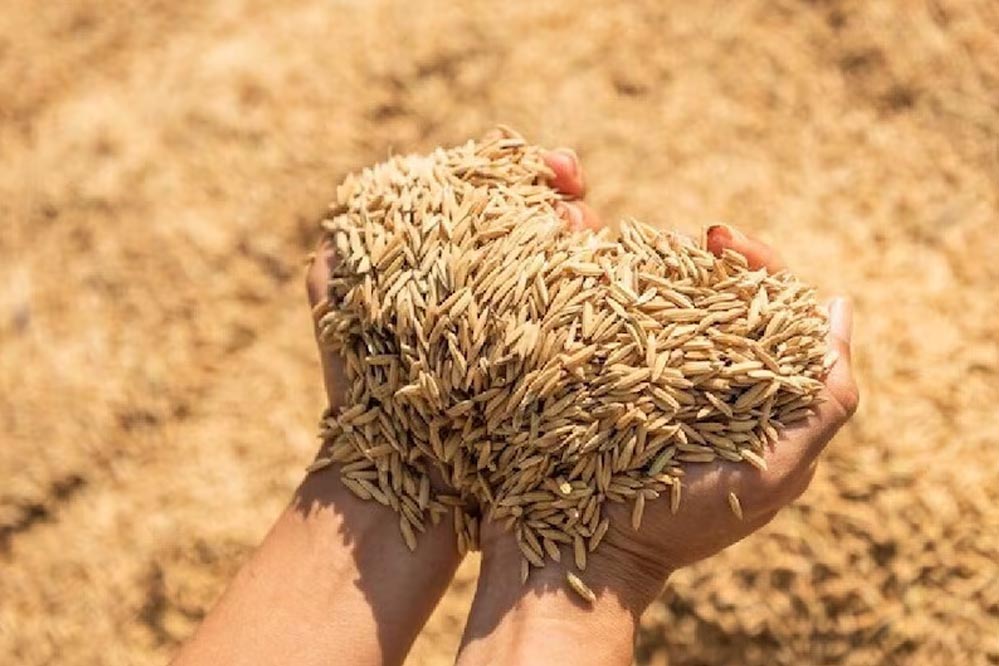 41 हजार से अधिक किसानों से किया गया है धान क्रय