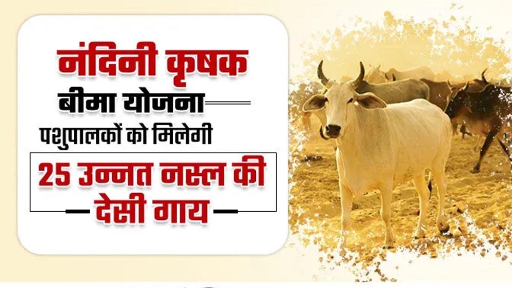 विशेष आर्टिकल-नंदिनी कृषक समृद्धि योजना: योगी सरकार का डेयरी सशक्तिकरण मॉडल और इसके व्यापक लाभ