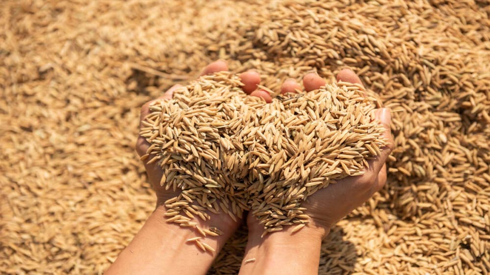 यूपी में प्रतिदिन बढ़ रहे किसानों के पंजीकरण, धान क्रय में भी आ रही तेजी