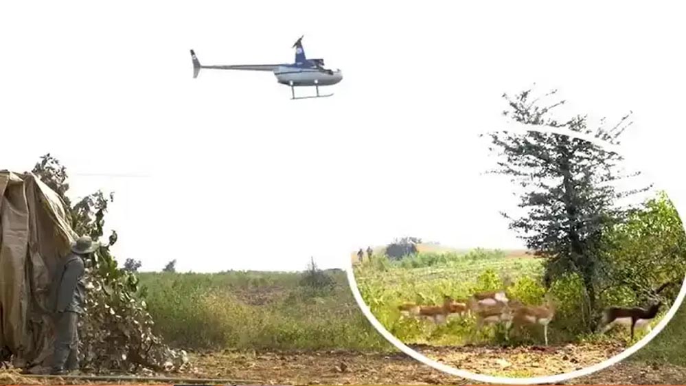 अभियान में अभी तक 501 कृष्ण मृग, 59 नीलगाय को राष्ट्रीय उद्यान में छोड़ा