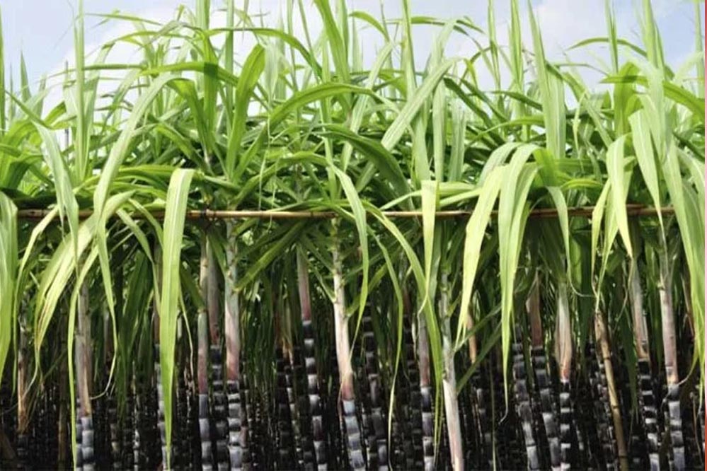 प्रदेश में कुल 122 में से 53 चीनी मिलों ने जारी किया गन्ना इण्डेन्ट, पेराई सत्र 2025-26 का विधिवत शुभारम्भ