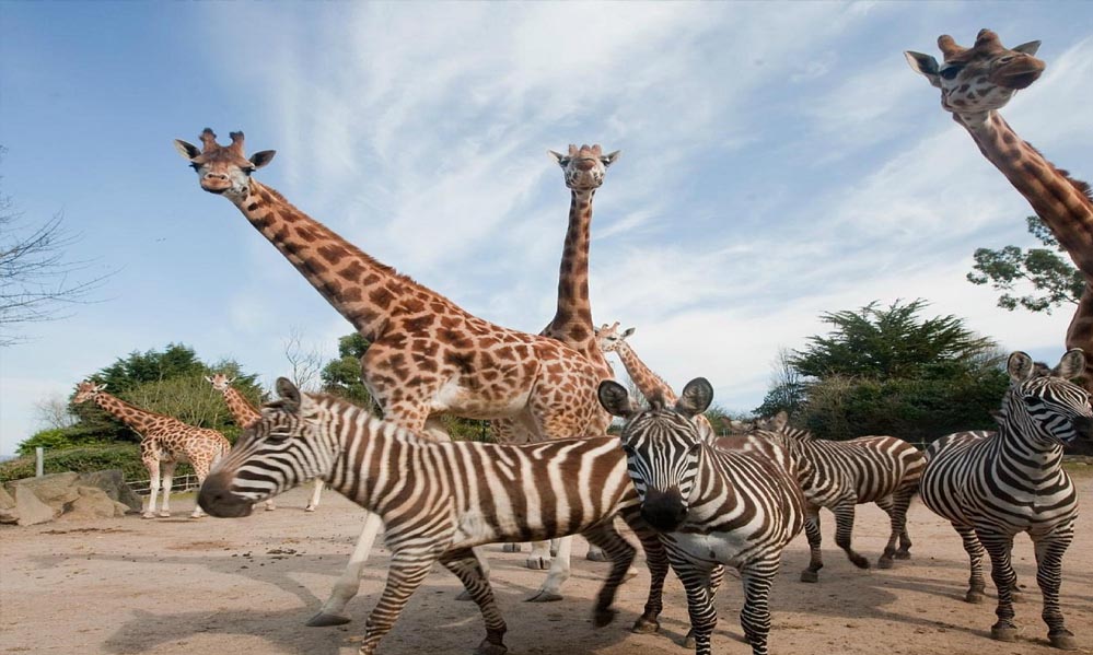 उज्जैन में शेर और जिराफ का सफारी-जूनवां प्रोजेक्ट, सिंहस्थ 2028 से पहले तैयार होगा वनतारा सफारी