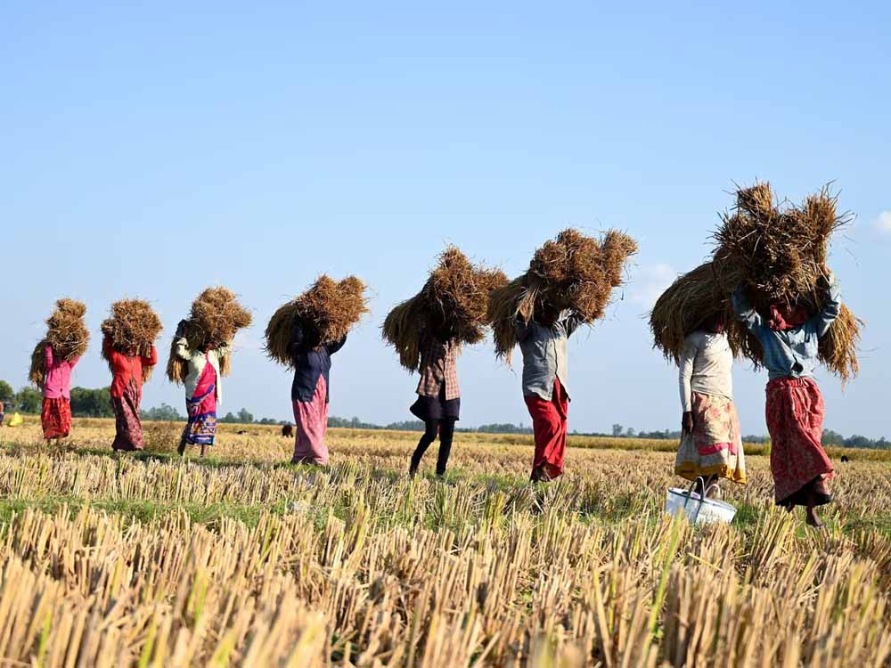 भजनलाल सरकार का बड़ा फैसला! 7.63 लाख किसानों को मिलेगा राहत पैकेज का फायदा