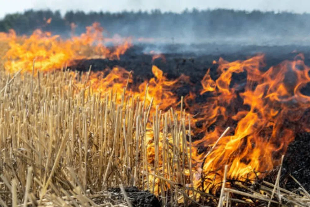 एक ही दिन में 1052 पराली जलाने के मामले, MP ने बनाकर दूसरे स्थान पर किया रिकॉर्ड