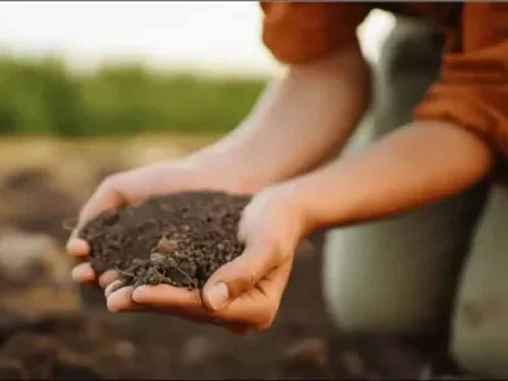 उपज बढ़ाने के लिए बीजशोधन अनिवार्य: रबी फसलों की तैयारी पर जोर