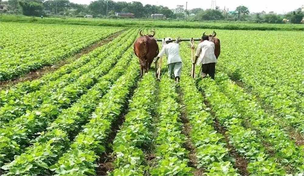 योगी सरकार के कृषि मॉडल से अन्नदाता खुशहाल, बिचौलिए खत्म होने से किसानों को प्रत्यक्ष लाभ
