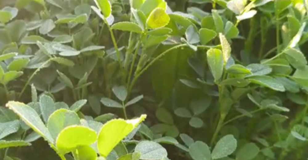 सीकर की ठंड ने मचाया हलचल, 1 डिग्री पर फसलें जमी और लोग कांपे