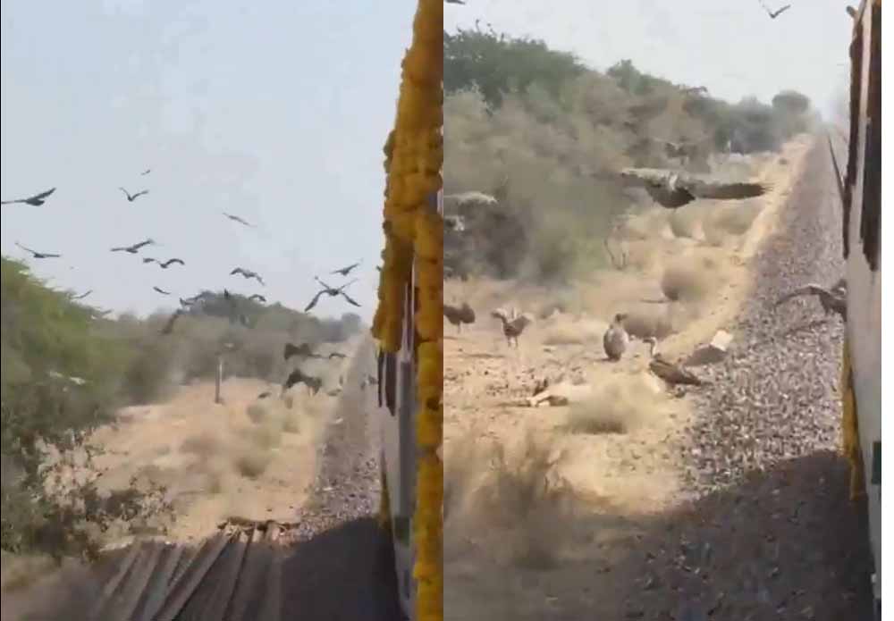 ट्रैक पर इंसानियत: लोको पायलट ने गिद्धों को बचाने कम की ट्रेन की रफ्तार