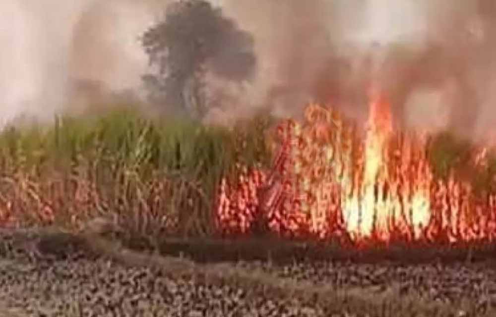 खेत में लगी भयंकर आग से 7 एकड़ गन्ना नष्ट, किसान-ग्रामीण मिलकर कर रहे बुझाने की कोशिश