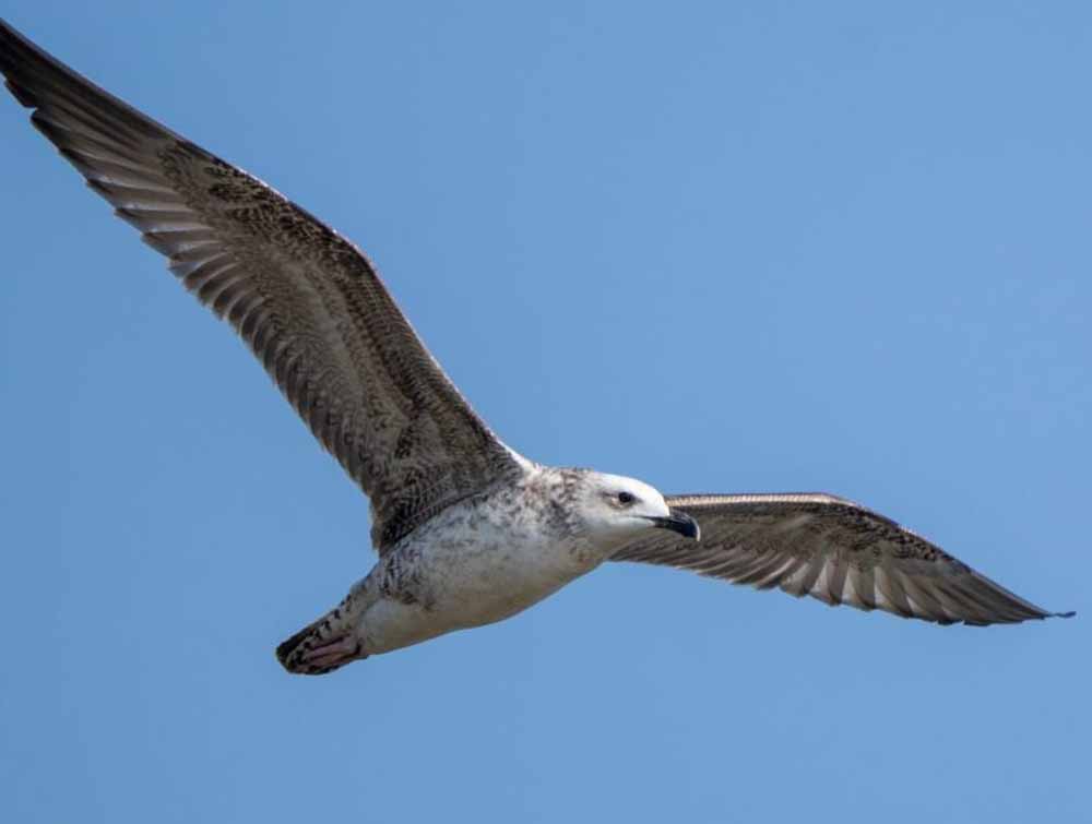 रूसे जलाशय में लौटी दुर्लभ Steppe Gull, 5 वर्षों बाद दर्ज हुई खास मौजूदगी