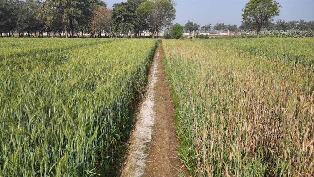 किसानों पर ‘सेम’ की दोहरी मार, राजस्थान की 2 लाख हेक्टेयर कृषि भूमि प्रभावित