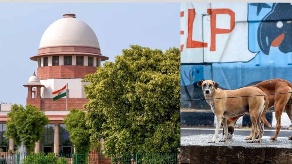 आवारा कुत्तों पर अदालत का कड़ा रुख, याचिकाकर्ता से पूछा—वीडियो दिखाकर बताएंगे क्या होती है मानवता?