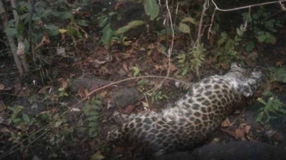 तेंदुए की मौत या शिकार? जंगल में बिना पंजों के शव मिलने पर जांच में जुटी सफारी टीम