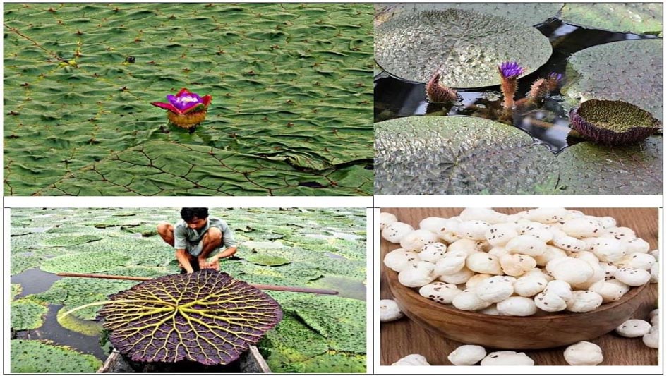 मुख्यमंत्री विष्णु देव साय की पहल से छत्तीसगढ़ मखाना बोर्ड का हिस्सा, 40 प्रतिशत अनुदान पर मखाना खेती को बढ़ावा