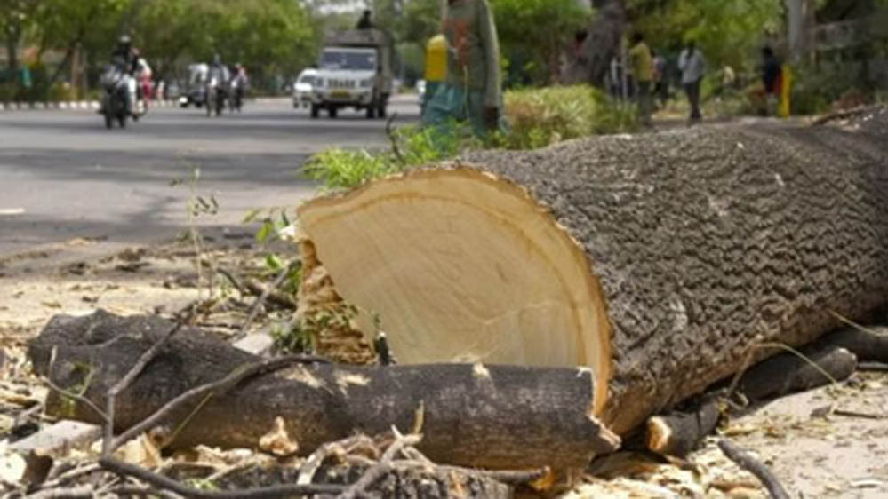 भोपाल में रोड विस्तार के लिए 7 हजार से अधिक पेड़ों की कटाई, NHAI के दावे पर उठे सवाल