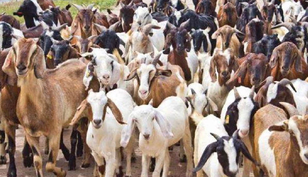 Bakri Palan Yojana: MP सरकार ने पेश की योजना, बकरी पालन से मिलेगी अच्छी आमदनी