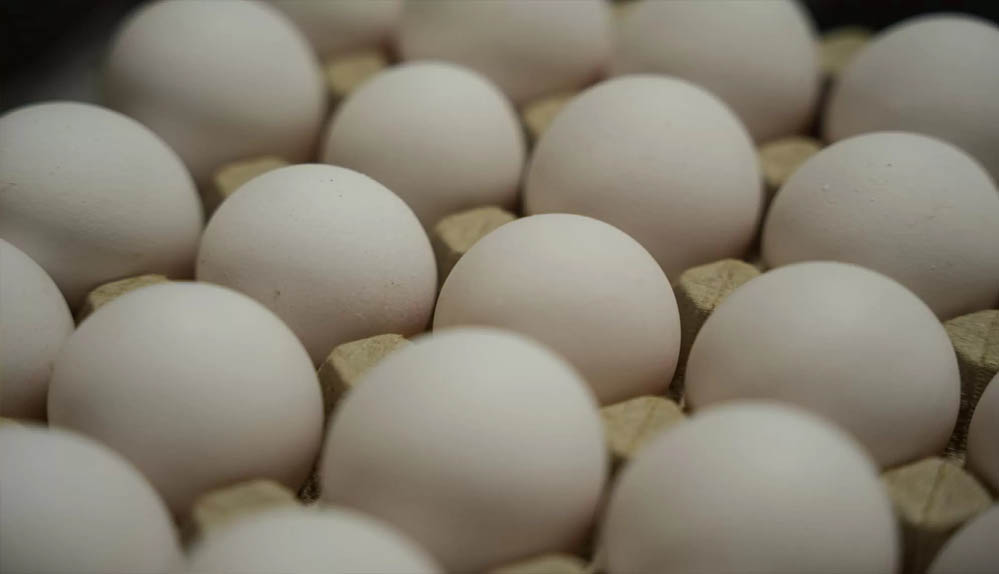 Egg Price रिकॉर्ड हाई: सर्दियों में 25–50% तक महंगे हुए अंडे, जनवरी में और बढ़ोतरी संभव