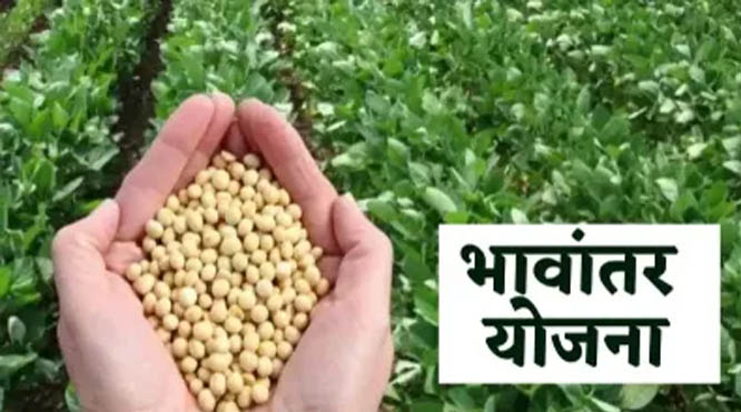 मध्य प्रदेश सरकार ने सोयाबीन के लिए भावांतर योजना के तहत मॉडल रेट 4345 रुपए किया घोषित