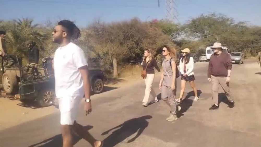 जंगल में नए साल का रोमांच, एमपी के टाइगर रिज़र्व में 10 दिनों तक पर्यटकों की रिकॉर्ड भीड़