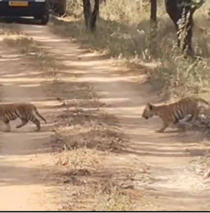 सिवनी में खुशियों की दहाड़: पांच शावकों के साथ कैमरे में कैद हुई ‘जुगनी’ बाघिन, पर्यटक रोमांचित